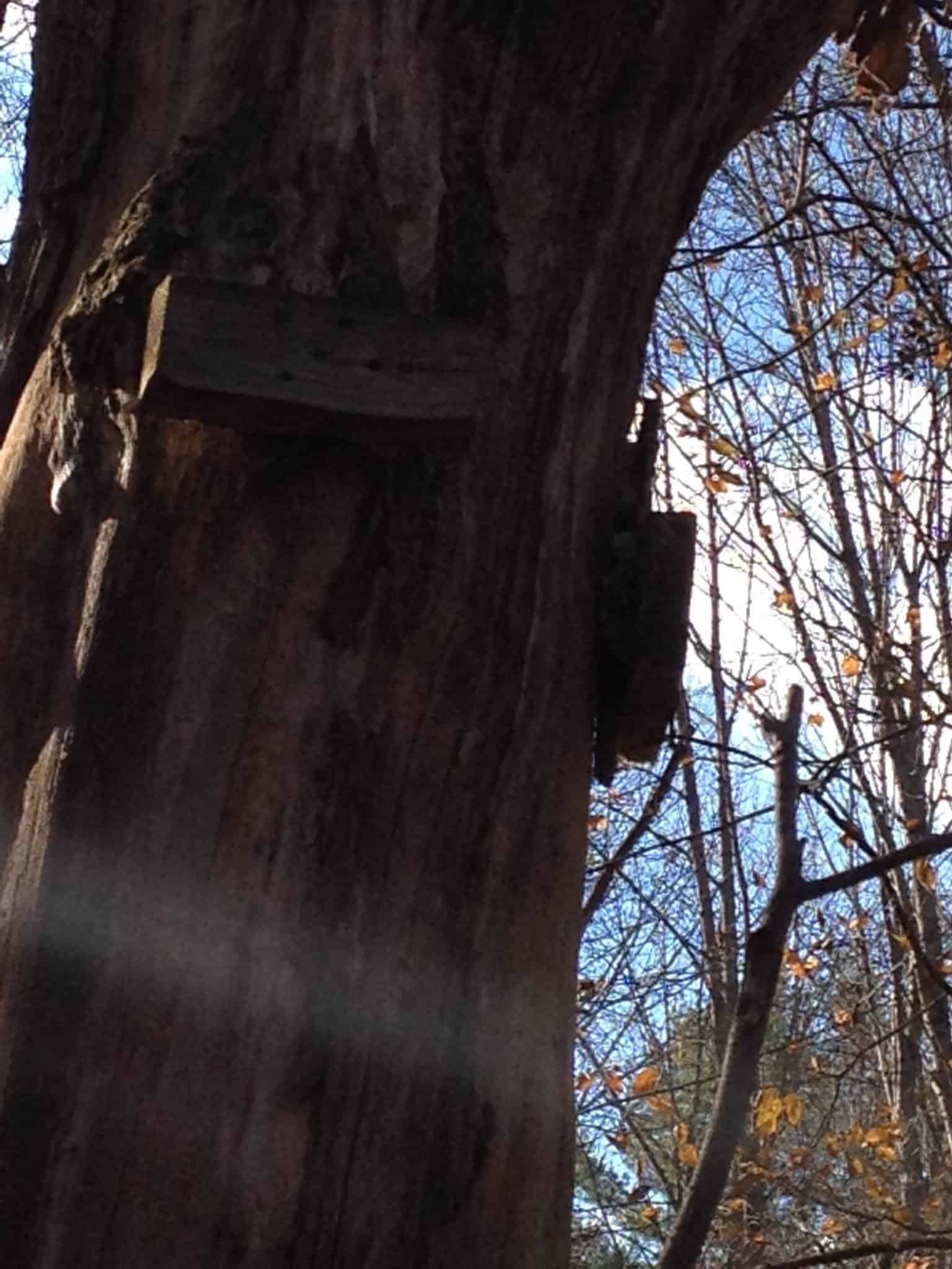 Old Wooden Tree Stand